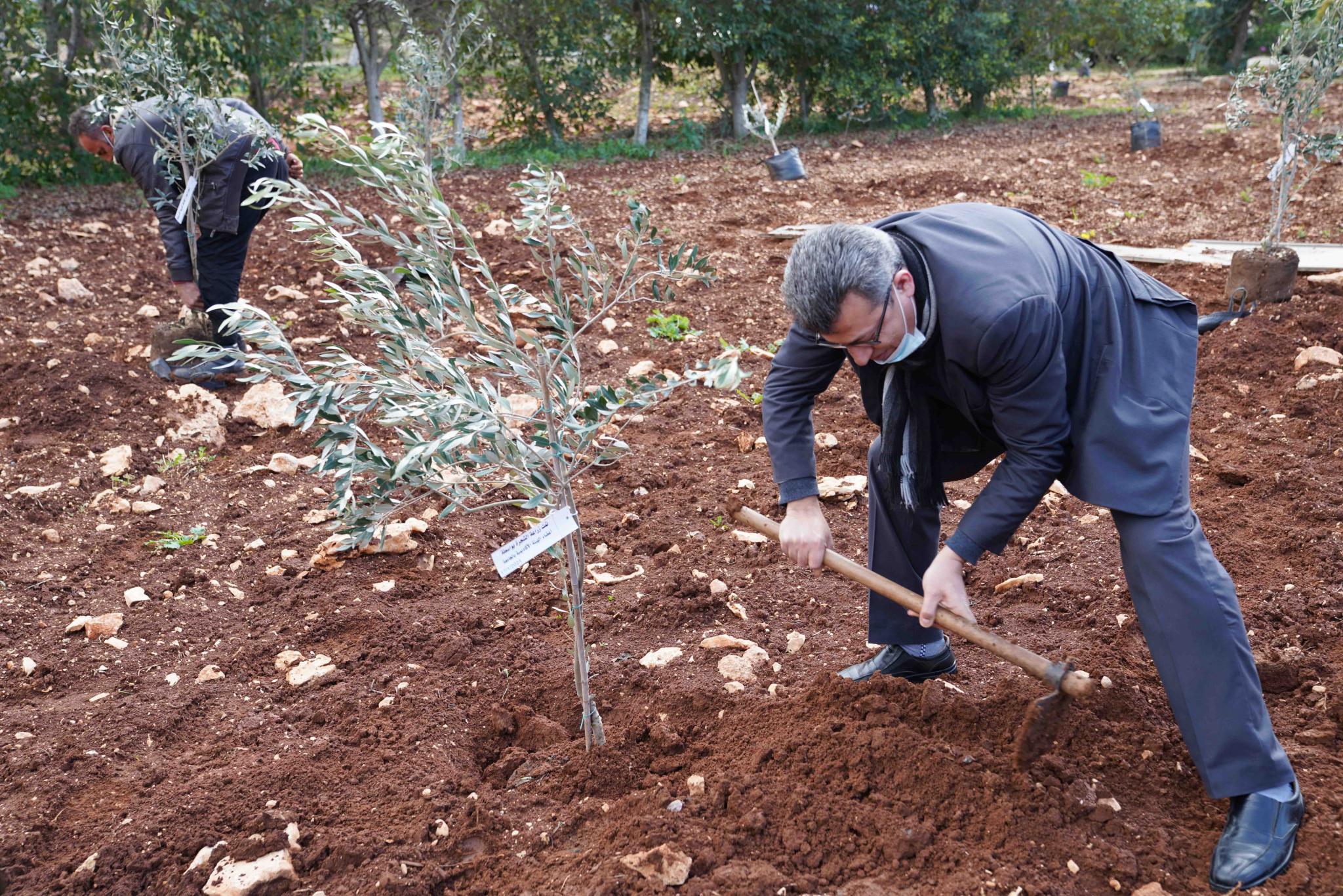 جانب من زراعة اشجار الزيتون في الجامعة بمناسبة يوم الشجرة العالمي