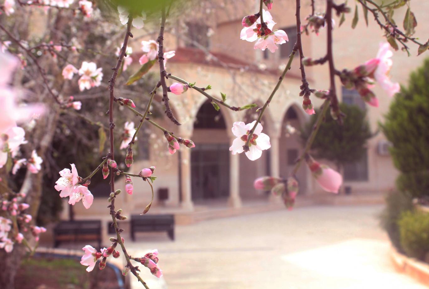 Almond blossom in front of the Faculty of Engineering and Information Technology